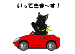 動くスコティッシュ・テリア♪