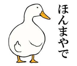あひるさんの8