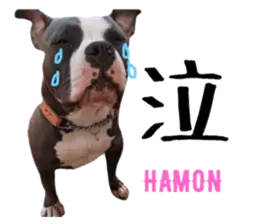 americanbully HAMON&BIANCA NO.2