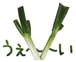 実写！ねぎ