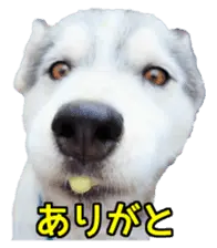 ハスキー犬のレオ写真スタンプ No.2