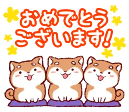 祝！めでたい柴犬