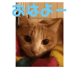 イケめんま