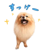 ポメラニアン わんわんが動く