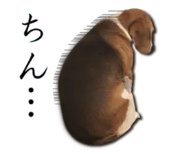 ビーグルところにより京都弁