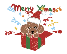 トイ・プードルのクリスマス