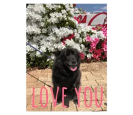 ミックス犬 ポッキーちゃん