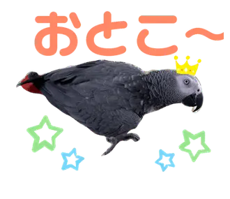 ヨウムのるいちゃん