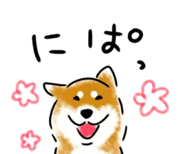 柴犬だいちゃん