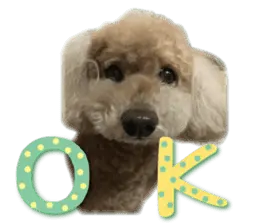 かわいい・わんこ④おともだち