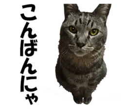 可愛い猫兄弟スタンプ