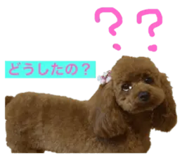 ホタテとグッチ