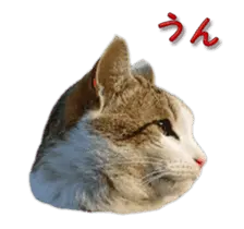 動く！ リアル猫さんスタンプ