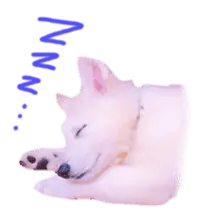 もちふわしぇぱーど はうる