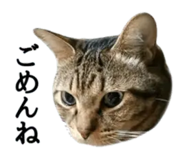 写真にゃんこ