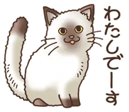 猫大好き！4 シャム猫編