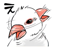 動く！白文鳥のぶんちょす２。