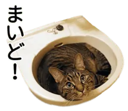 ARKなしっぽ_関西弁猫