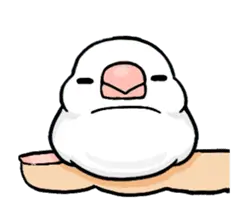動く！白文鳥のぶんちょす１。