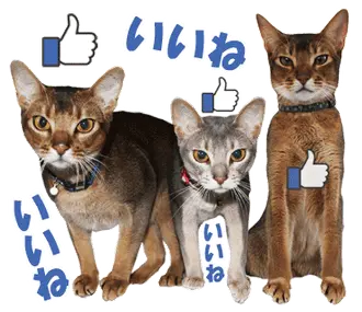 カリモの猫スタンプ アビシニアン 2