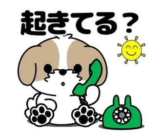 動く！シーズー「いま何してる」