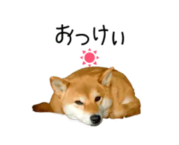 【柴犬ゆづ】の動くスタンプ!!
