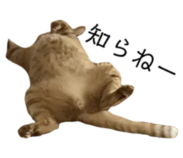 チャロりあん