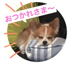 チワワの王《わちち》のスタンプ