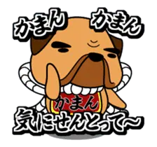 動くぜよ！土佐犬がおったとさ