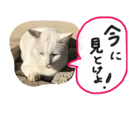 甲佐のにゃんこ