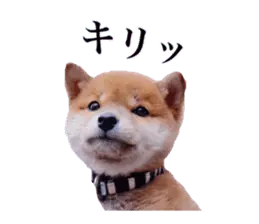 柴犬のりんご郎 ぼくは犬ではなく人間だ！
