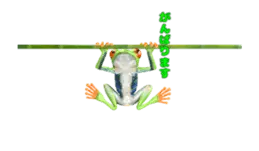 動く！カエルのオリバくん。