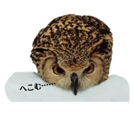 フクロウ のくろあめちゃん