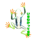 動く！カエルのオリバくん。