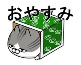 動く 擦れねこ（サバトラ）