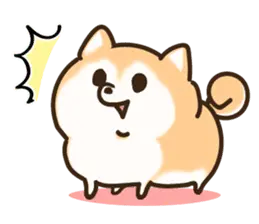 ぽちゃ柴！