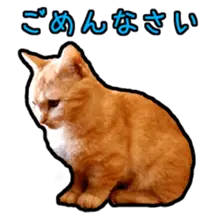 猫カフェ「flat-tail」の猫たち