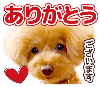 トイプードルの空 ４