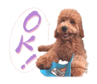 もふもふ犬！みやかわテイラー（日常会話）