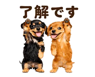動く！かわいい♡ダックスフント