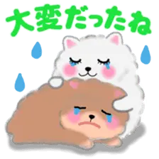 ポメラニアンぽちゃん☆やさしい言葉